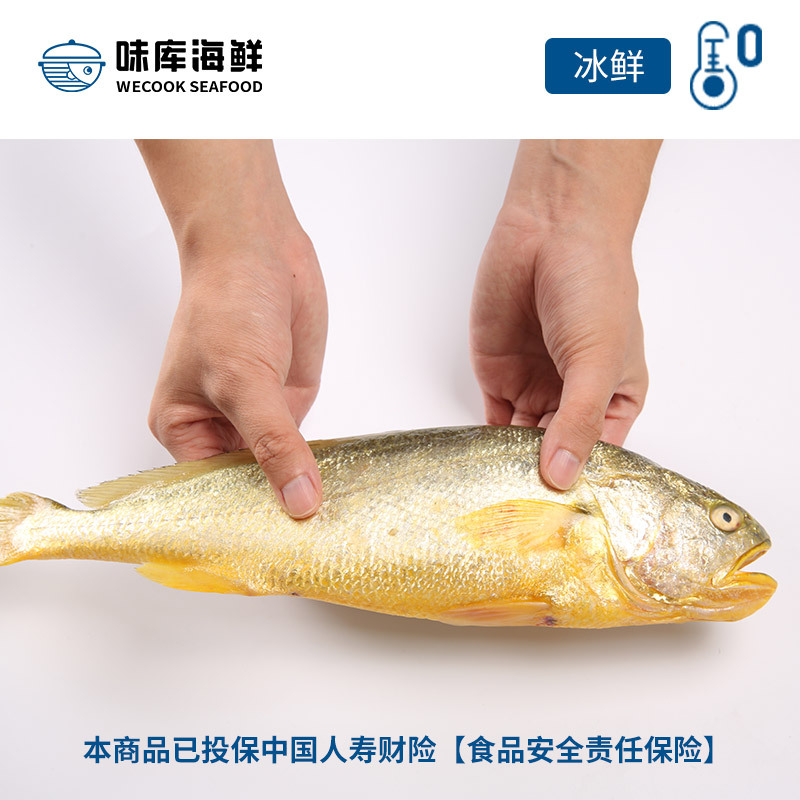 【30颗】鲜活鲍鱼12头鲍+【1条】宁德冰鲜大黄鱼400-500g