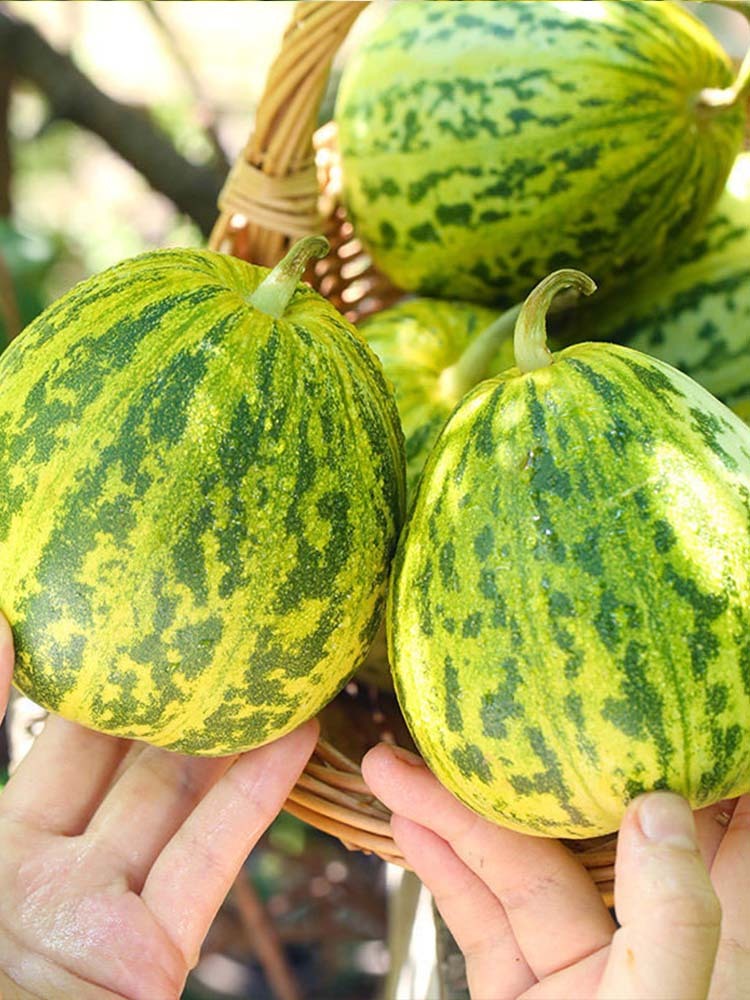 辽宁 花美人蜜罐甜瓜·带箱5斤