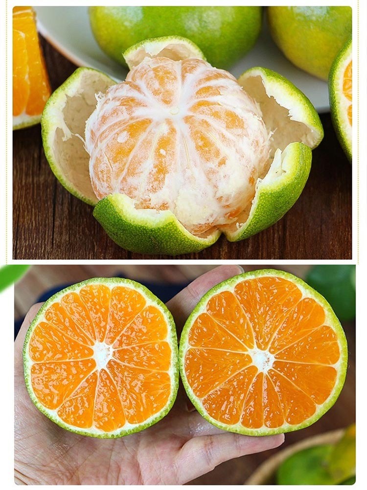 宜昌青皮蜜桔净重8.5斤【单果60mm+】皮薄肉嫩多汁 果香浓郁