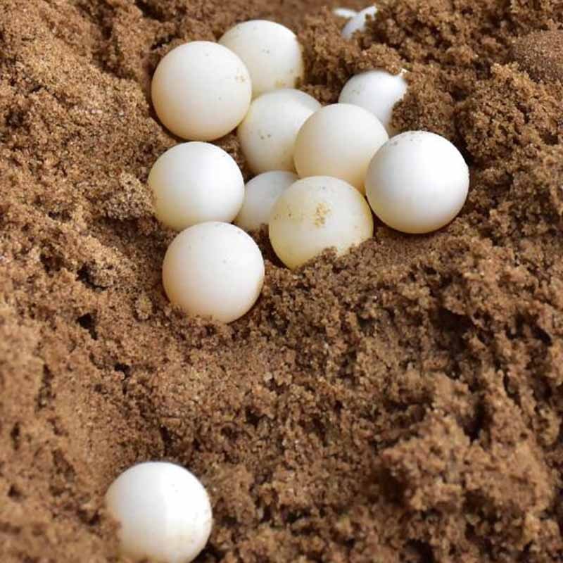 【中国龟鳖之乡】甲鱼蛋100枚  中华草龟蛋可选