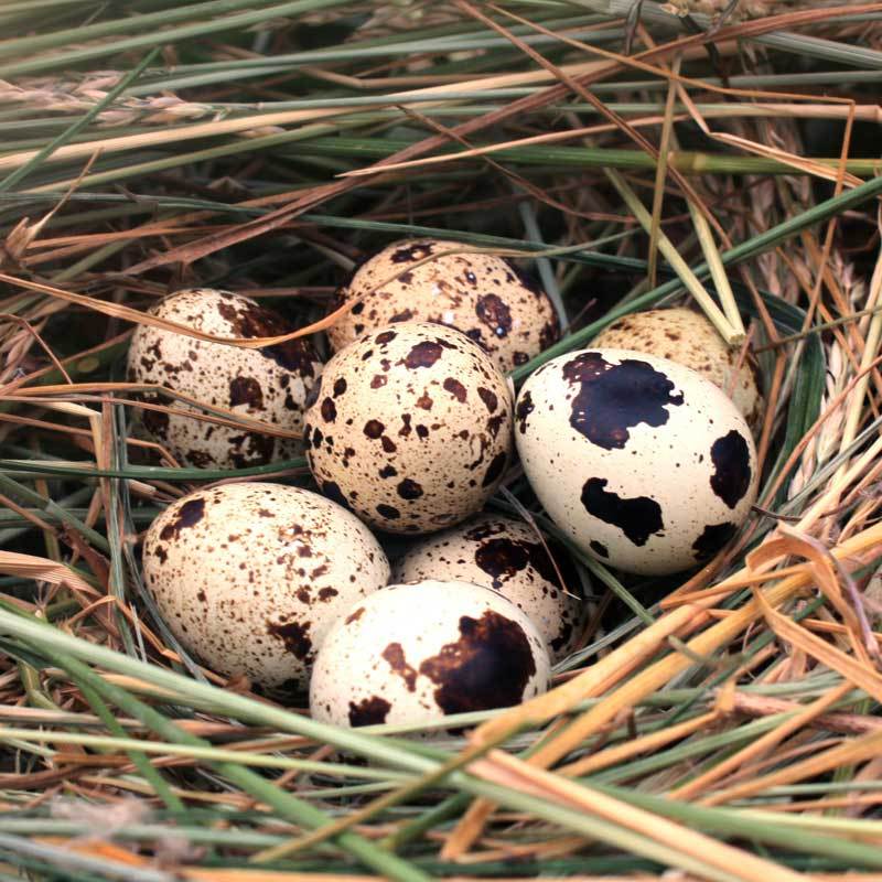 新鲜生鹌鹑蛋200枚现收现发