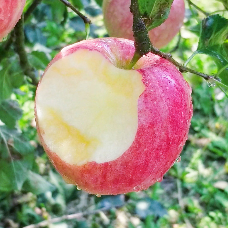 高山红富士苹果5斤现摘现发香甜多汁可口