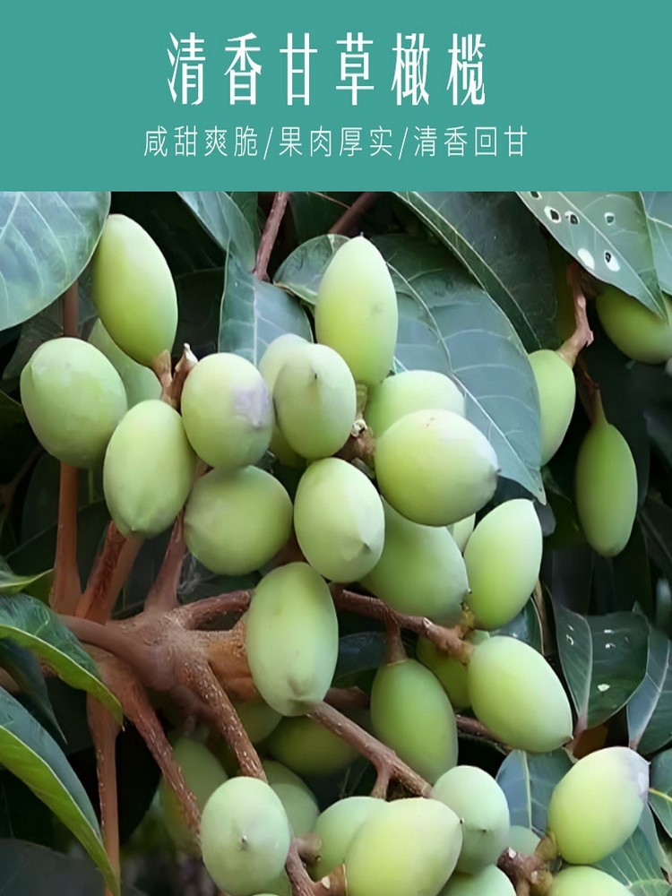 甘草橄榄100克/袋*7袋·爽脆香草橄榄