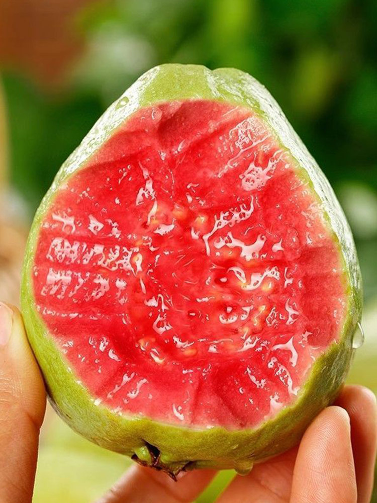 【京航严选】广东 红心芭乐·5斤装