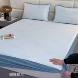 蝴蝶结兰