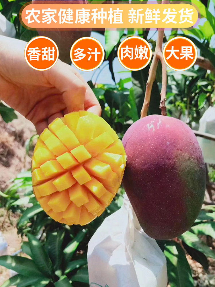 攀枝花彩虹芒果净重8.5斤【单果200g+】果肉肥厚香甜多汁（发7.8分熟，到货需催熟）