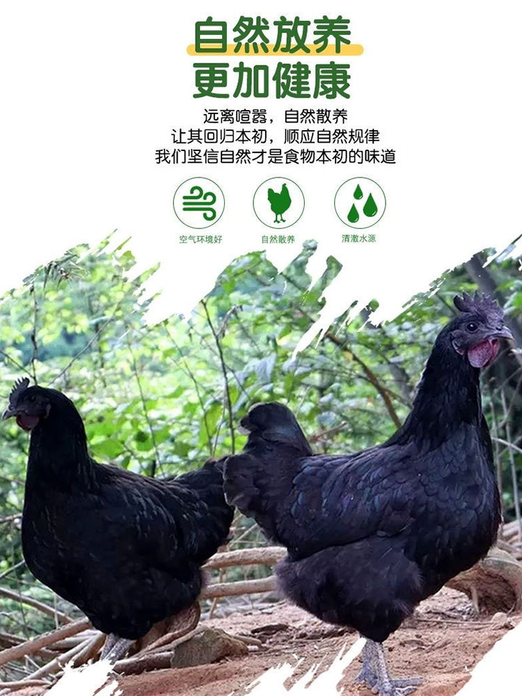 正宗农家散养绿壳乌鸡蛋50枚（顺丰包邮·现捡现发）